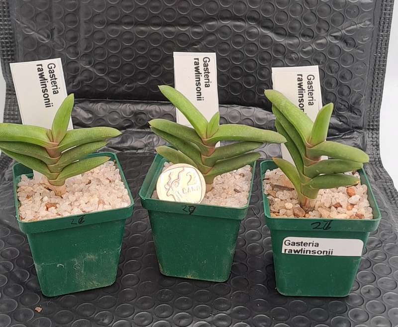 Gasteria rawlinsonii (3 Available) (Free Gift with any Order)