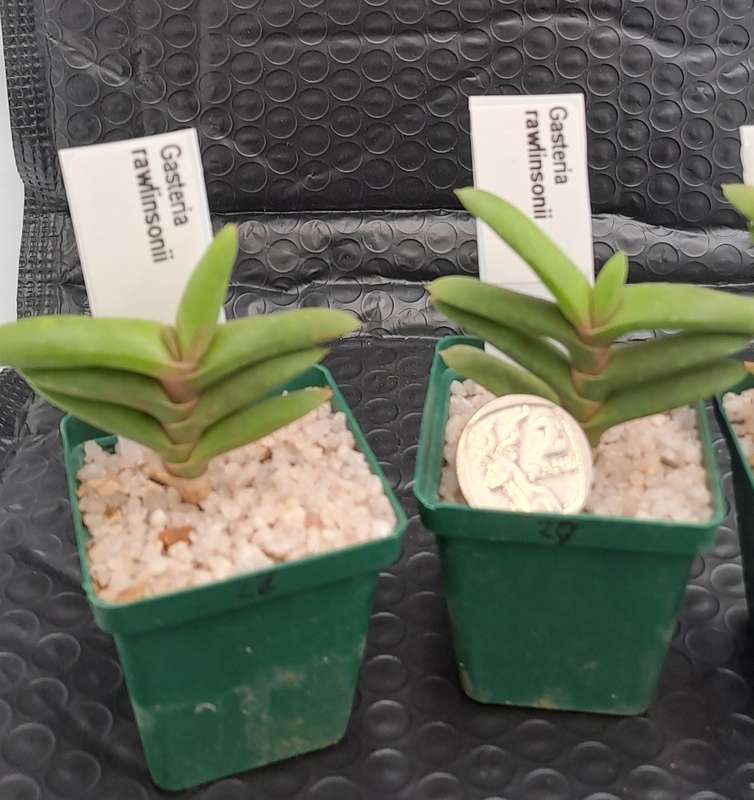 Gasteria rawlinsonii (3 Available) (Free Gift with any Order)