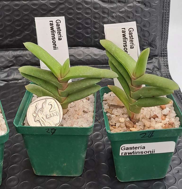 Gasteria rawlinsonii (3 Available) (Free Gift with any Order)