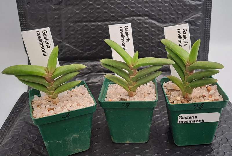 Gasteria rawlinsonii (3 Available) (Free Gift with any Order)