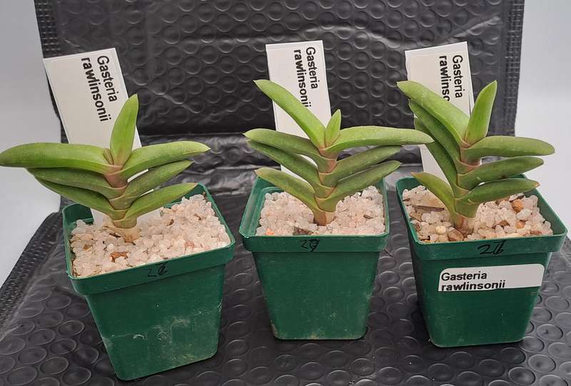 Gasteria rawlinsonii (3 Available) (Free Gift with any Order)