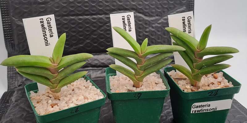 Gasteria rawlinsonii (3 Available) (Free Gift with any Order)