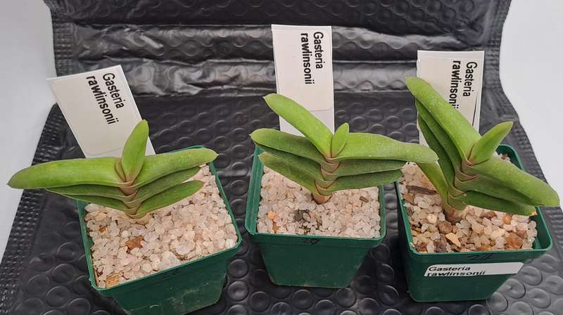 Gasteria rawlinsonii (3 Available) (Free Gift with any Order)