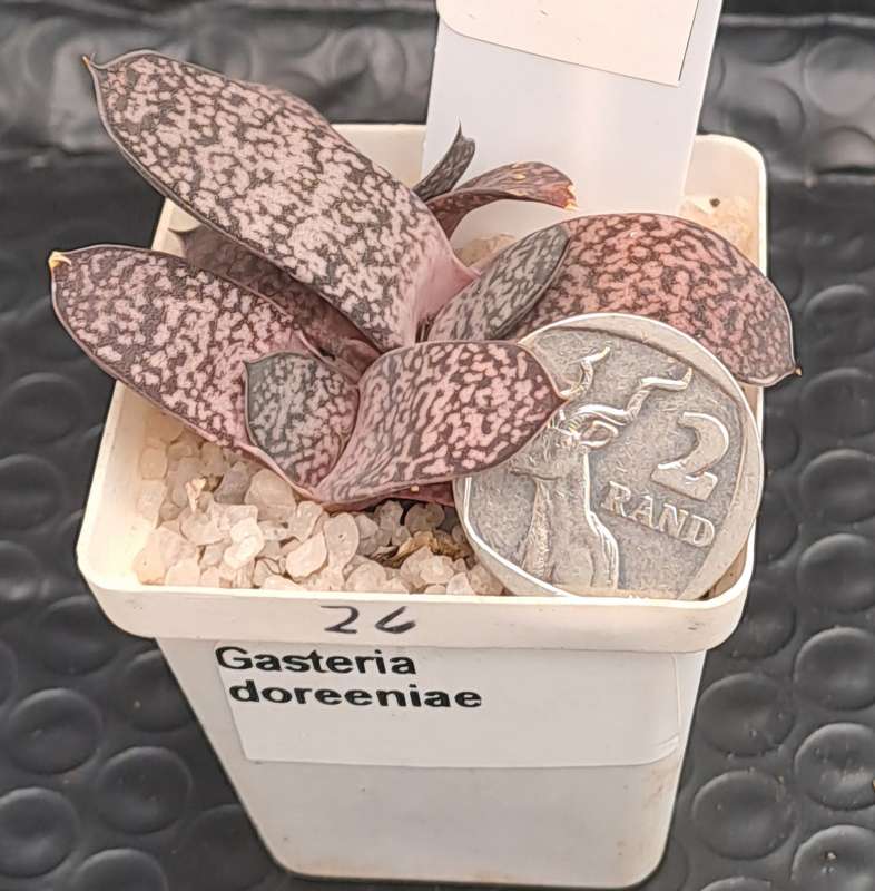 Gasteria doreeniae cluster (more than one plant in the pot )  (Free Gift with any order)