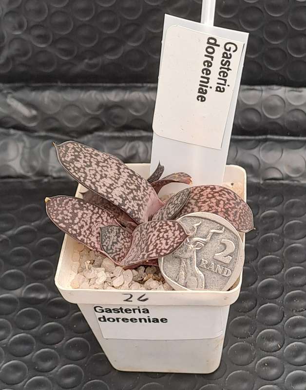 Gasteria doreeniae cluster (more than one plant in the pot )  (Free Gift with any order)