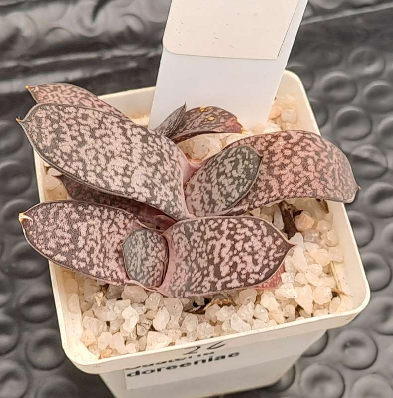 Gasteria doreeniae cluster (more than one plant in the pot )  (Free Gift with any order)