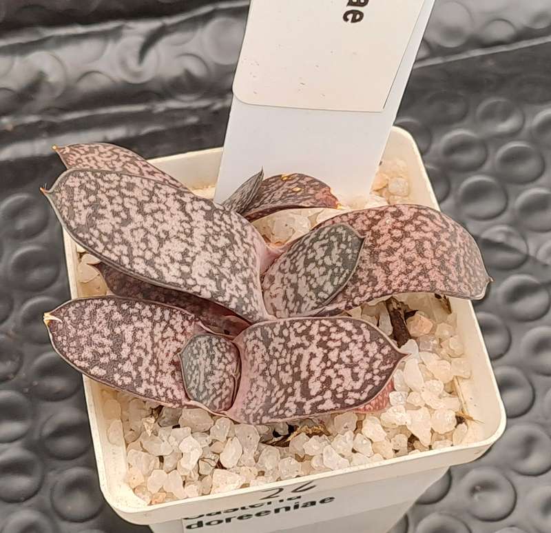 Gasteria doreeniae cluster (more than one plant in the pot )  (Free Gift with any order)