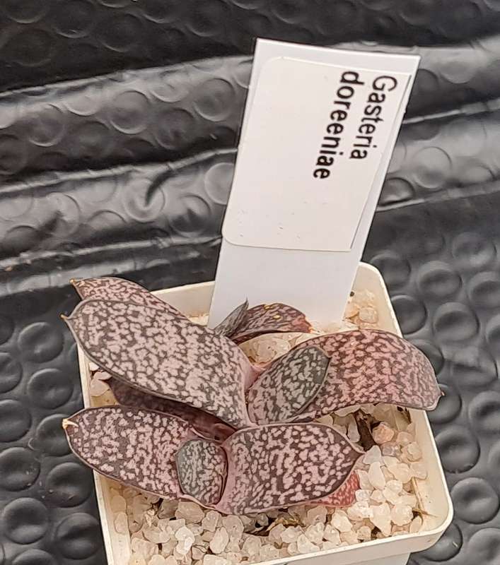 Gasteria doreeniae cluster (more than one plant in the pot )  (Free Gift with any order)