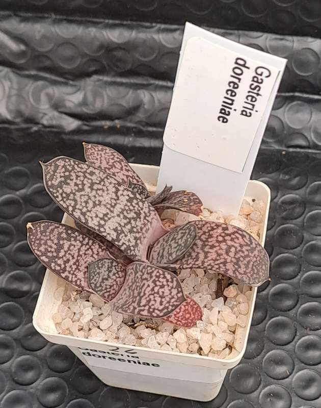 Gasteria doreeniae cluster (more than one plant in the pot )  (Free Gift with any order)