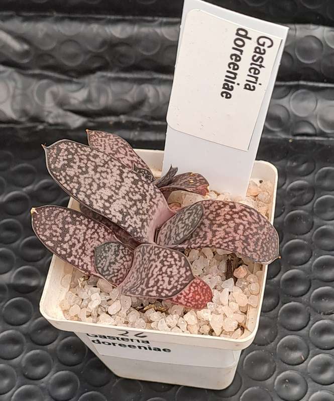 Gasteria doreeniae cluster (more than one plant in the pot )  (Free Gift with any order)