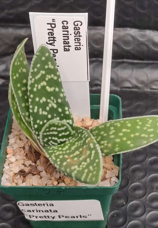 1 x Gasteria carinata Pretty Pearls (3 Available)- Free Gift with any order