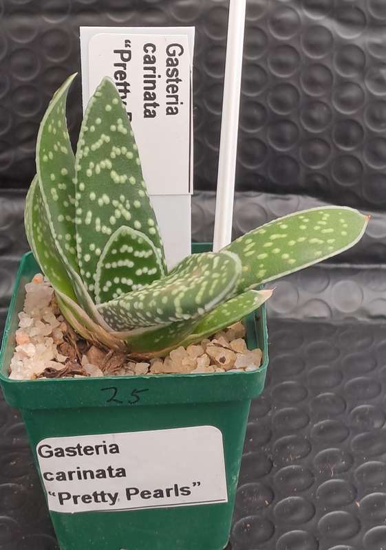 1 x Gasteria carinata Pretty Pearls (3 Available)- Free Gift with any order