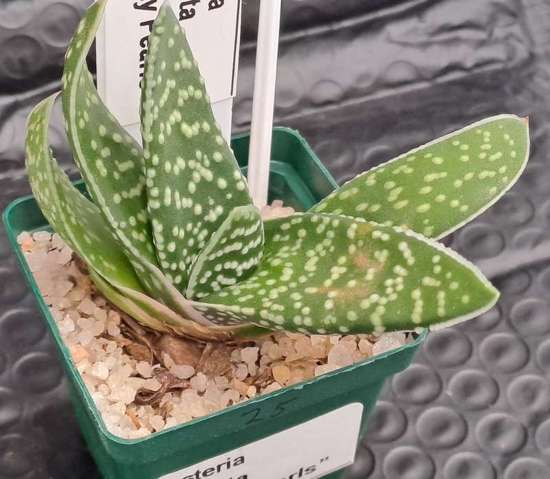 1 x Gasteria carinata Pretty Pearls (3 Available)- Free Gift with any order