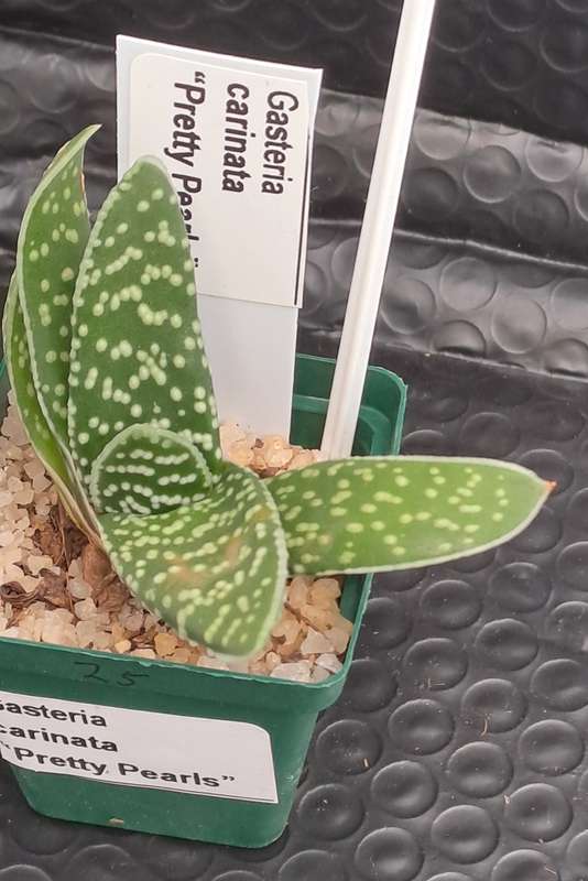 1 x Gasteria carinata Pretty Pearls (3 Available)- Free Gift with any order