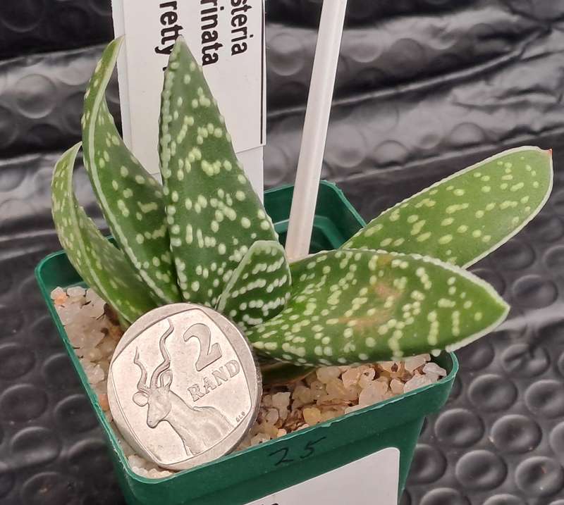 1 x Gasteria carinata Pretty Pearls (3 Available)- Free Gift with any order