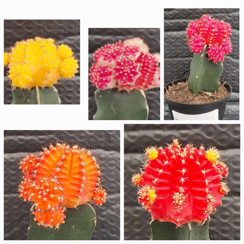 Crafted Gymnocalycium mihanovichii (Moon cactus or Ruby Ball Cactus ) (Free Gift WITH any Order)