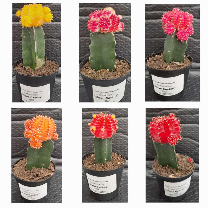 Crafted Gymnocalycium mihanovichii (Moon cactus or Ruby Ball Cactus ) (Free Gift WITH any Order)