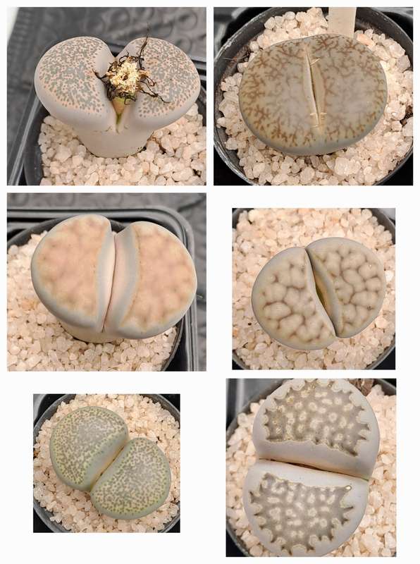 1 x Lithop  succulent (Living Stone Plant) in 5cm pot (10 available)