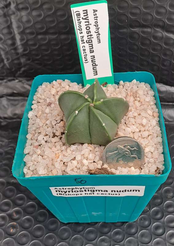 Astrophytum myriostigma var. nudum (Bishop's Cap) I will include a Free Gift with any Order