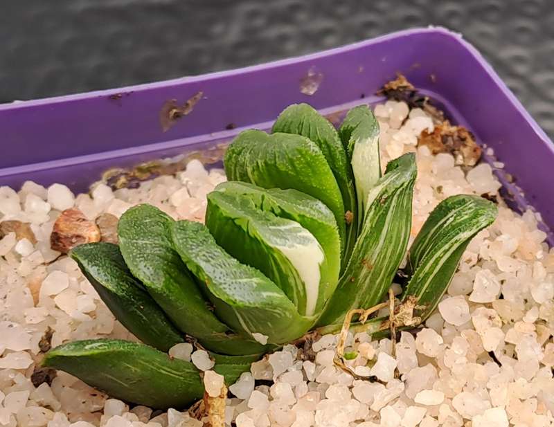 Rare!!!  Haworthia Truncata Variegata (Perde Tande)(Free Gift with any Order)