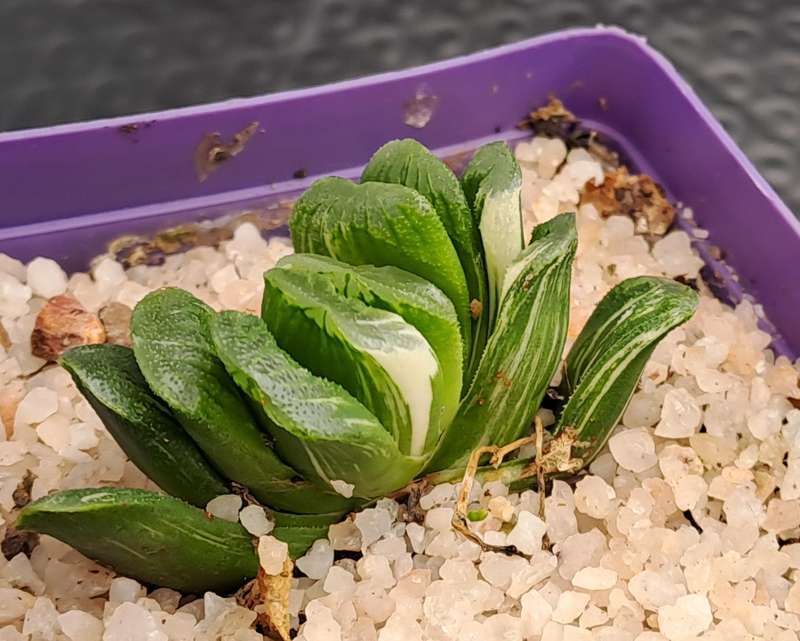 Rare!!!  Haworthia Truncata Variegata (Perde Tande)(Free Gift with any Order)