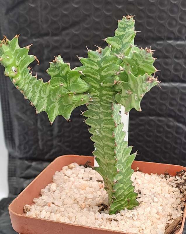 Rare !!! Euphorbia bougheyi "Sunrise"(Free Gift with any Order)