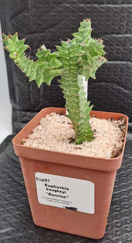 Rare !!! Euphorbia bougheyi "Sunrise"(Free Gift with any Order)