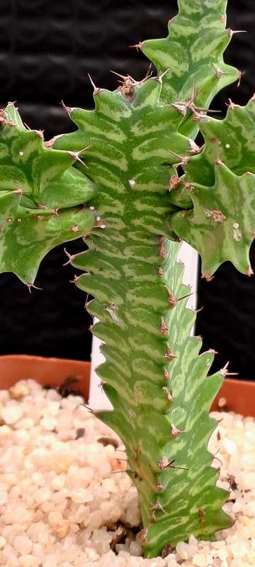 Rare !!! Euphorbia bougheyi "Sunrise"(Free Gift with any Order)