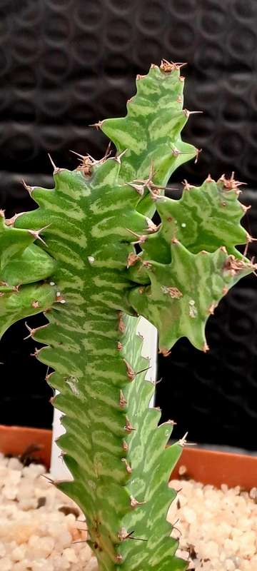 Rare !!! Euphorbia bougheyi "Sunrise"(Free Gift with any Order)