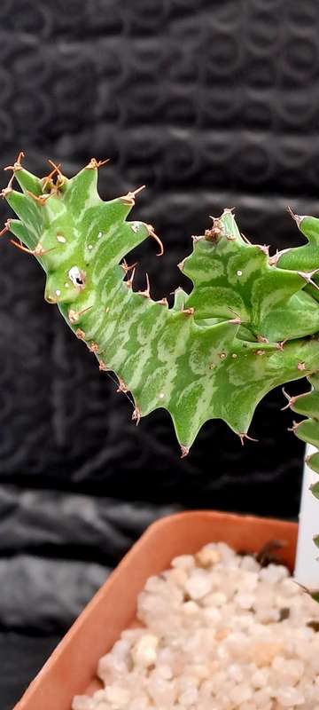 Rare !!! Euphorbia bougheyi "Sunrise"(Free Gift with any Order)