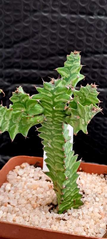 Rare !!! Euphorbia bougheyi "Sunrise"(Free Gift with any Order)