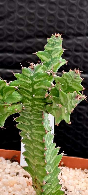 Rare !!! Euphorbia bougheyi "Sunrise"(Free Gift with any Order)