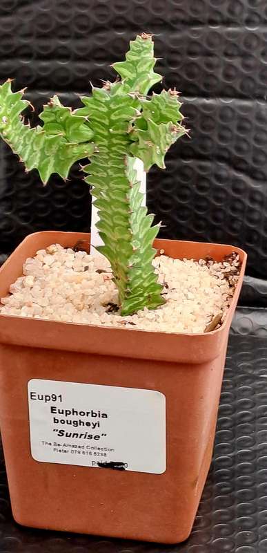 Rare !!! Euphorbia bougheyi "Sunrise"(Free Gift with any Order)