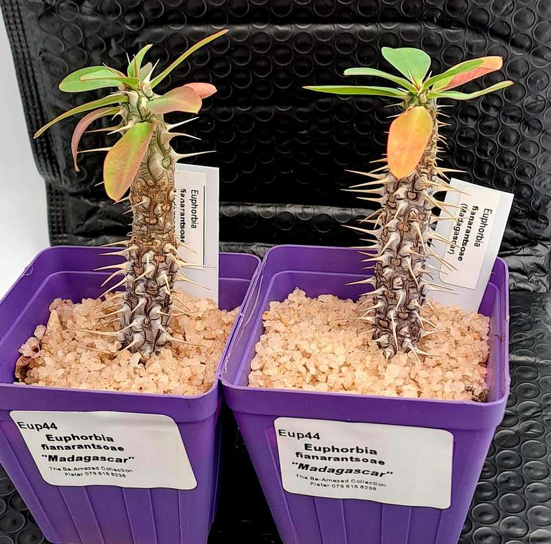Euphorbia fianarantsoae_Madagascar (2 available)(Free Gift with any Order)