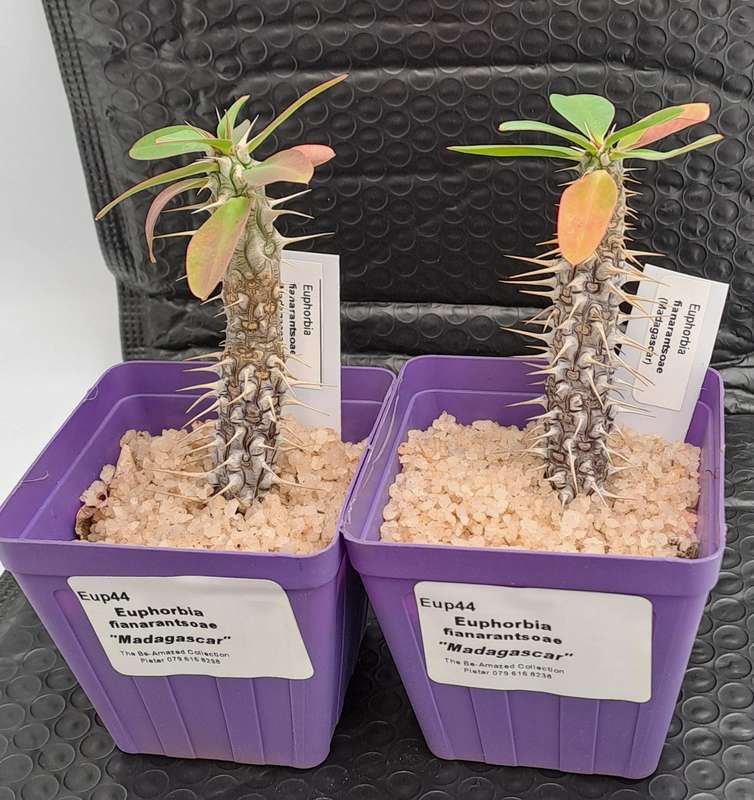 Euphorbia fianarantsoae_Madagascar (2 available)(Free Gift with any Order)