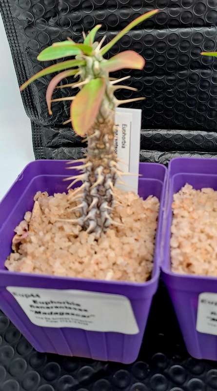 Euphorbia fianarantsoae_Madagascar (2 available)(Free Gift with any Order)