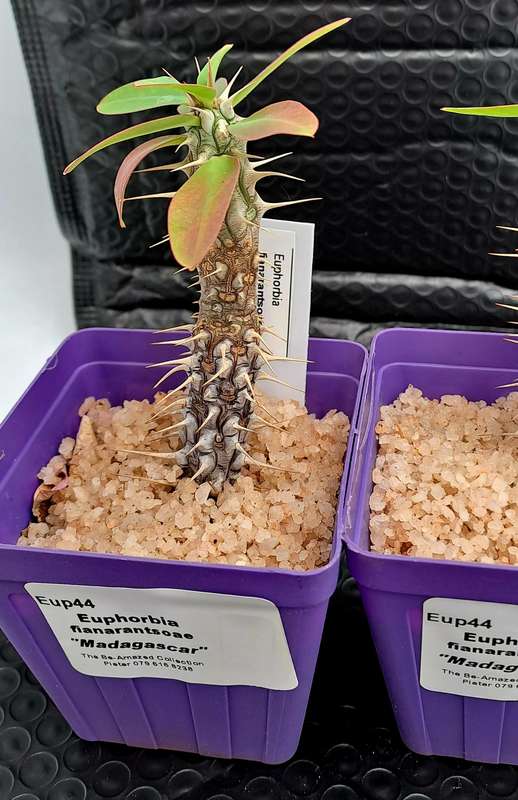 Euphorbia fianarantsoae_Madagascar (2 available)(Free Gift with any Order)