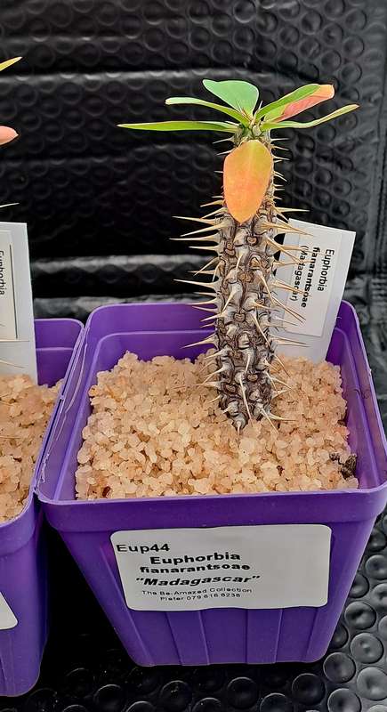 Euphorbia fianarantsoae_Madagascar (2 available)(Free Gift with any Order)