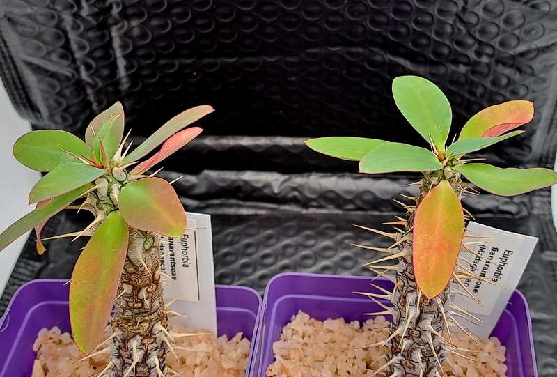Euphorbia fianarantsoae_Madagascar (2 available)(Free Gift with any Order)