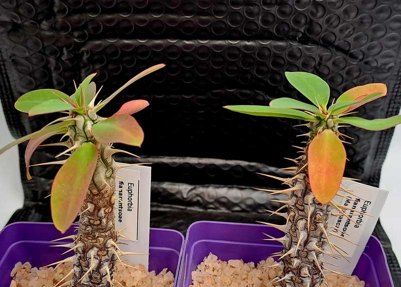 Euphorbia fianarantsoae_Madagascar (2 available)(Free Gift with any Order)
