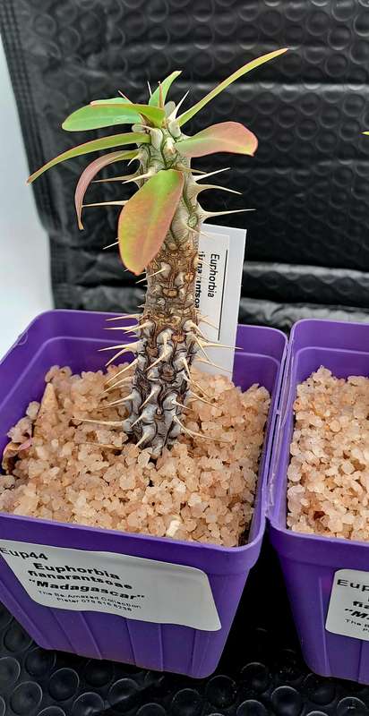 Euphorbia fianarantsoae_Madagascar (2 available)(Free Gift with any Order)