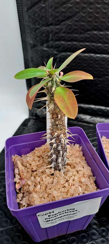 Euphorbia fianarantsoae_Madagascar (2 available)(Free Gift with any Order)