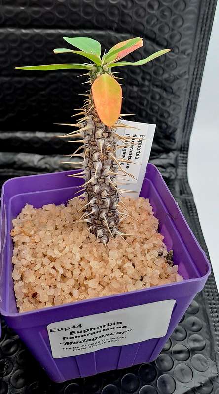 Euphorbia fianarantsoae_Madagascar (2 available)(Free Gift with any Order)