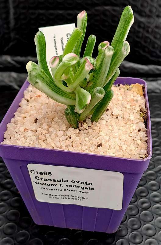 Crassula ovata 'Gollum' f. variegata- Variegated Shreks Ears (Free Gift with any Order)