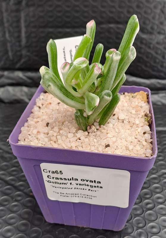 Crassula ovata 'Gollum' f. variegata- Variegated Shreks Ears (Free Gift with any Order)