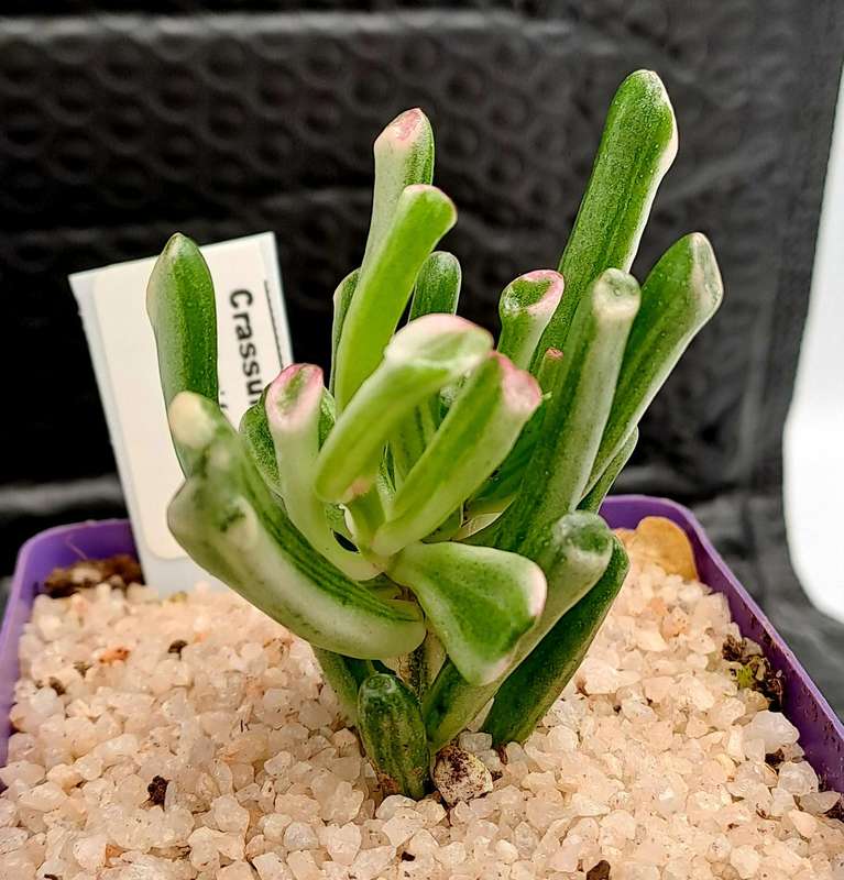 Crassula ovata 'Gollum' f. variegata- Variegated Shreks Ears (Free Gift with any Order)