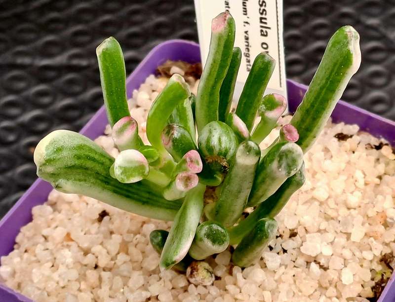 Crassula ovata 'Gollum' f. variegata- Variegated Shreks Ears (Free Gift with any Order)