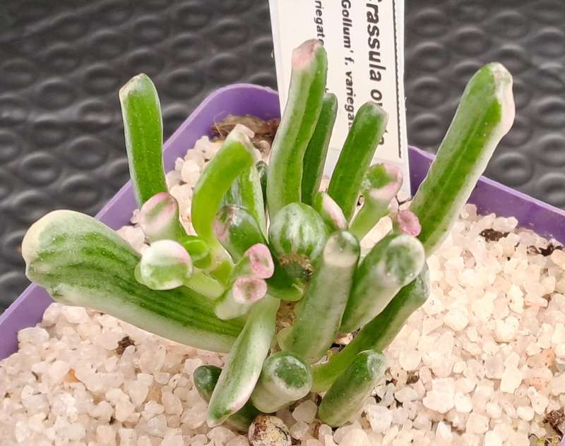 Crassula ovata 'Gollum' f. variegata- Variegated Shreks Ears (Free Gift with any Order)
