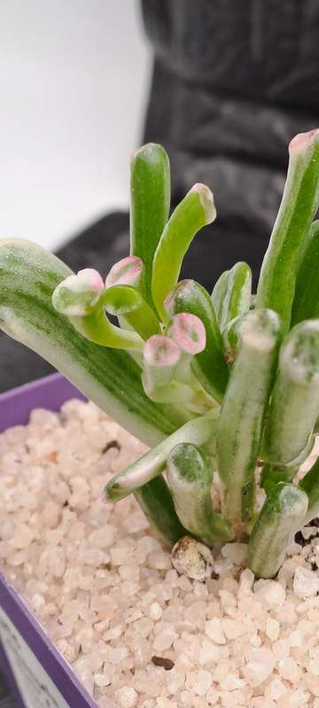 Crassula ovata 'Gollum' f. variegata- Variegated Shreks Ears (Free Gift with any Order)