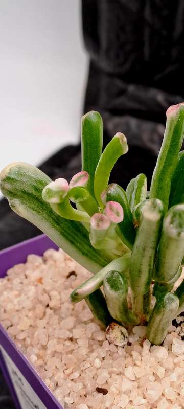 Crassula ovata 'Gollum' f. variegata- Variegated Shreks Ears (Free Gift with any Order)